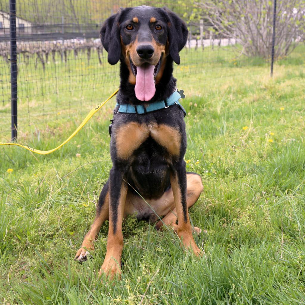 Enlarge Nikki, a Adoptable mixed breed in Marion, VA image 1/6