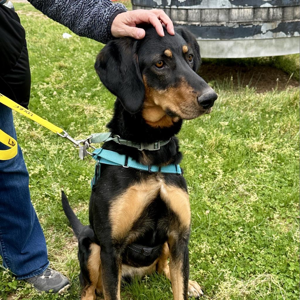 Enlarge Nikki, a Adoptable mixed breed in Marion, VA image 4/6