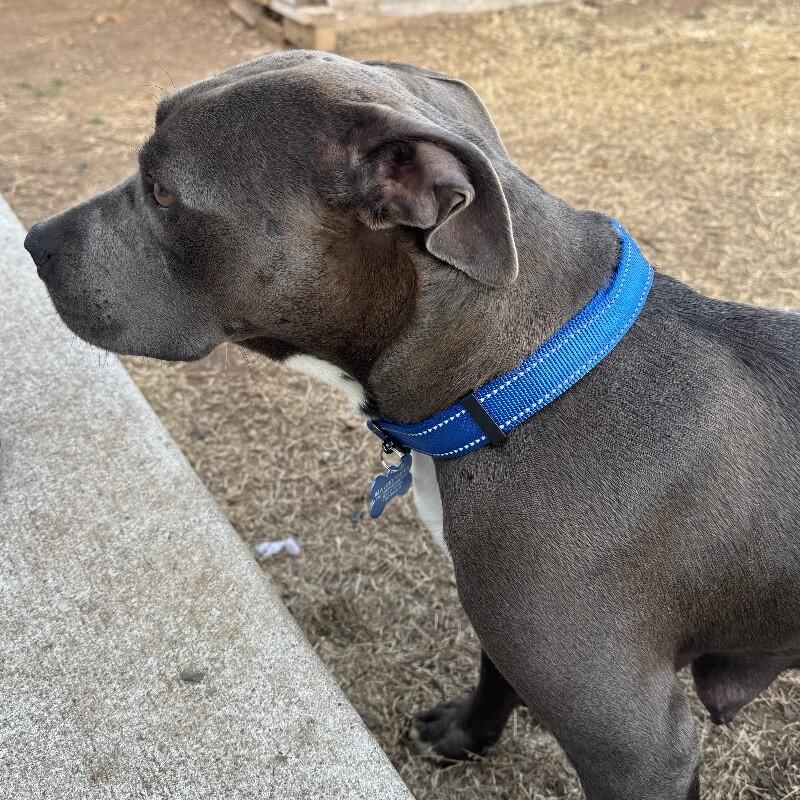 LADY VIOLET (BLUEBERRY), Adoptable, Adult Female American Staffordshire Terrier.