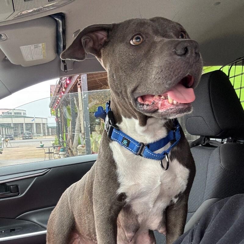 Enlarge LADY VIOLET (BLUEBERRY), a Adoptable American Staffordshire Terrier in lawton, OK image 2/6