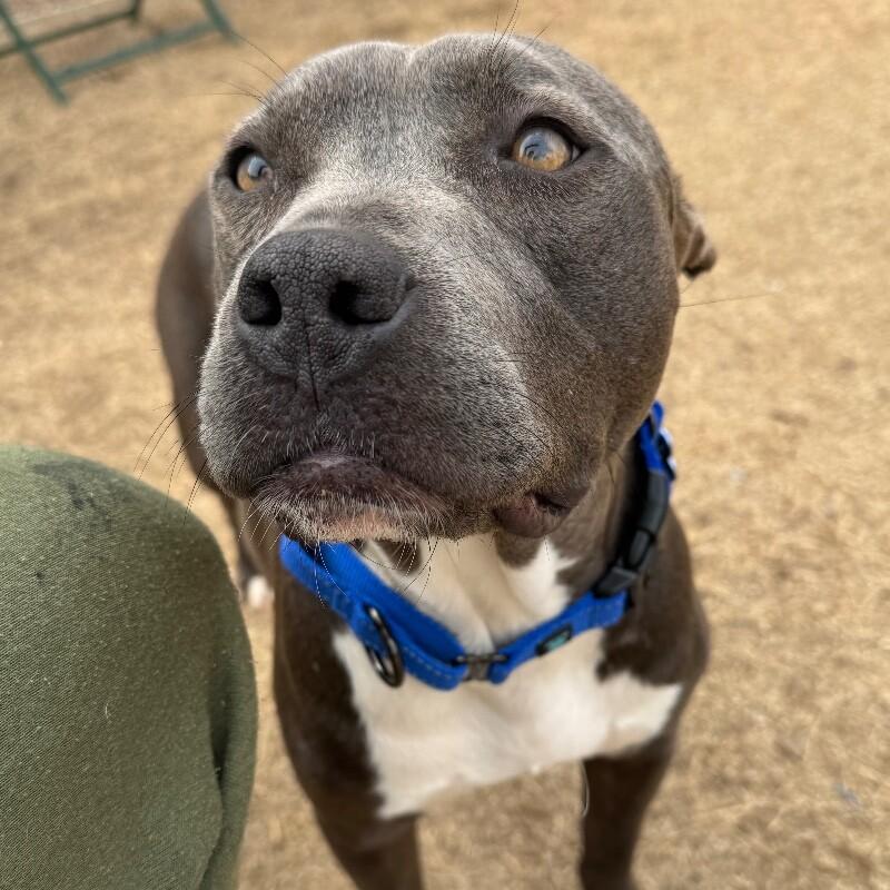 Enlarge LADY VIOLET (BLUEBERRY), a Adoptable American Staffordshire Terrier in lawton, OK image 3/6