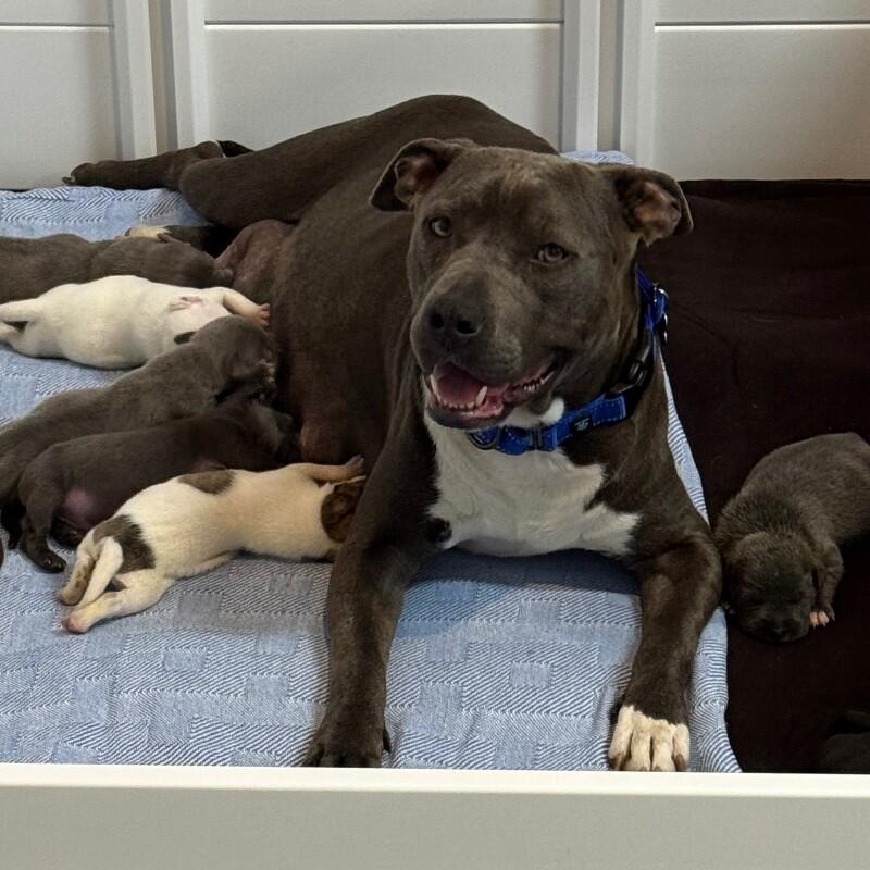 Enlarge LADY VIOLET (BLUEBERRY), a Adoptable American Staffordshire Terrier in lawton, OK image 4/6