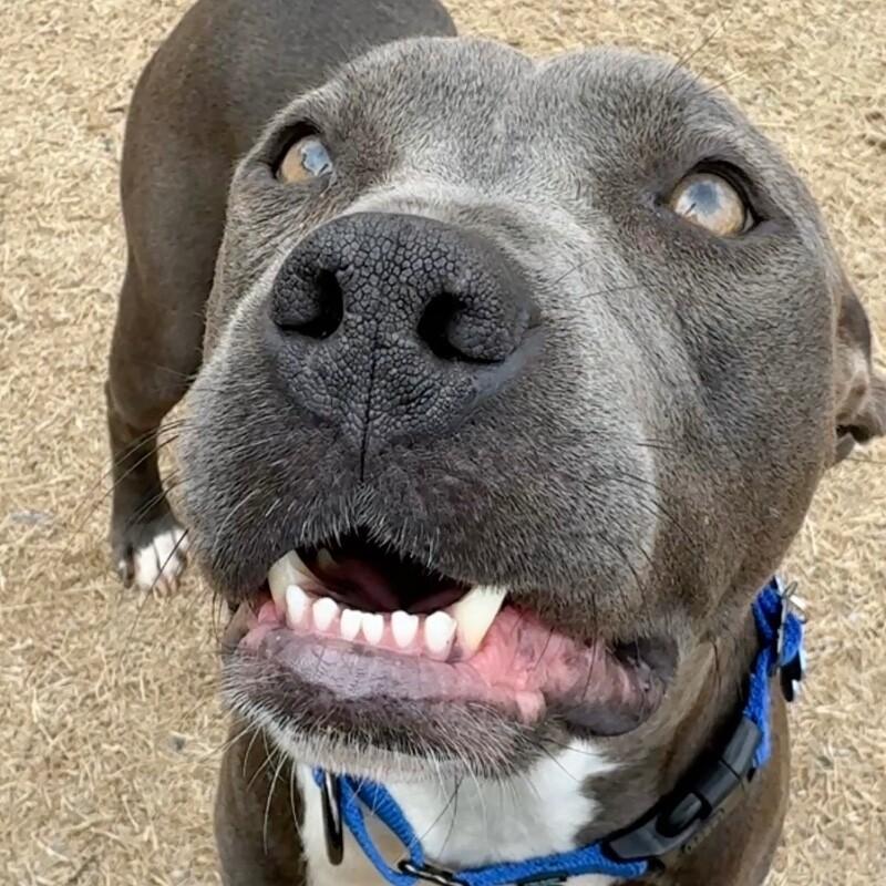 Enlarge LADY VIOLET (BLUEBERRY), a Adoptable American Staffordshire Terrier in lawton, OK image 5/6