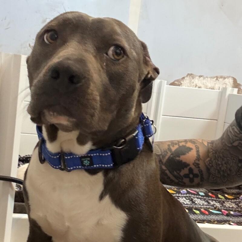 Enlarge LADY VIOLET (BLUEBERRY), a Adoptable American Staffordshire Terrier in lawton, OK image 6/6