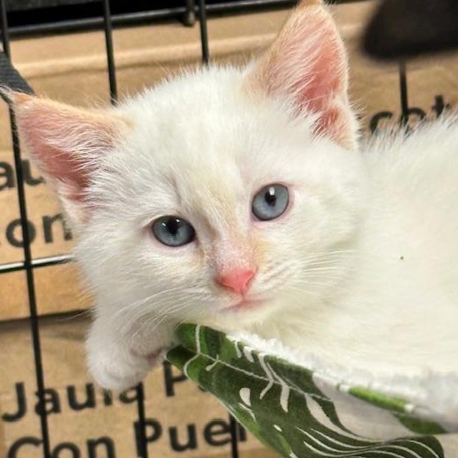 Rose - (ab), adopted, Kitten Female Domestic Medium Hair.