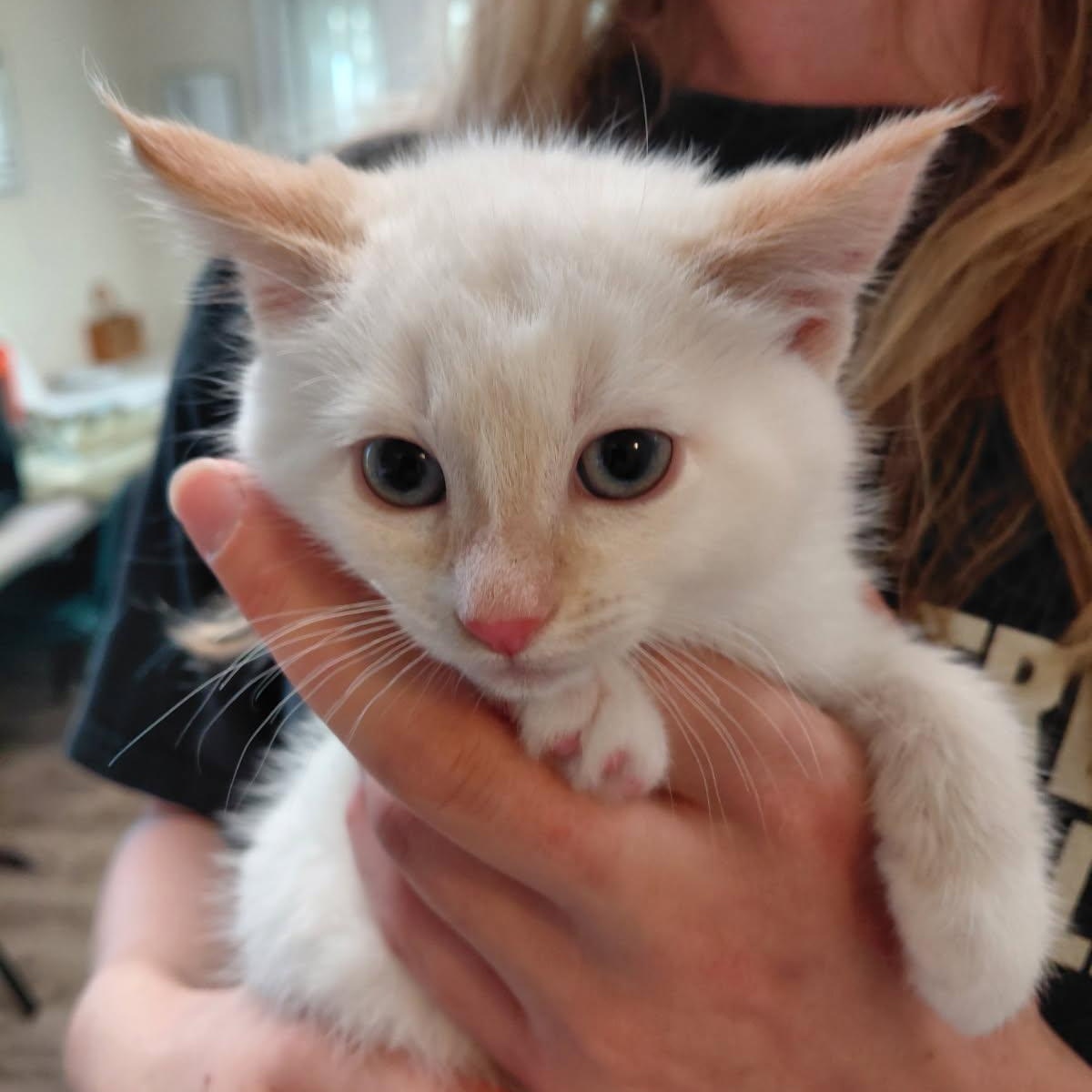 Rose - (ab), an adopted Domestic Medium Hair in Burlington, WA image 2/2