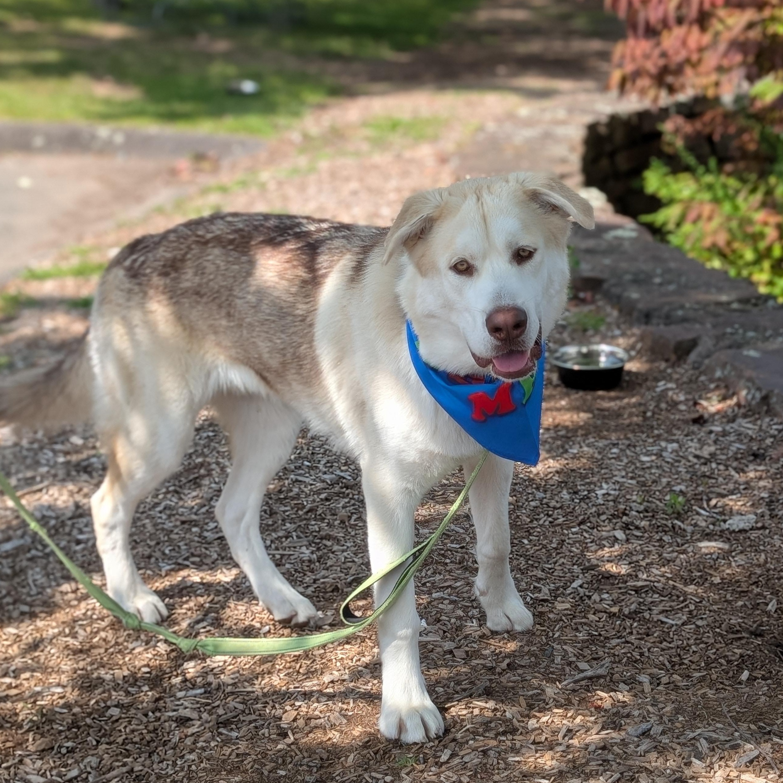 Polar, an adoptable Husky, Alaskan Malamute in Montpelier, VT, 05602 | Photo Image 3