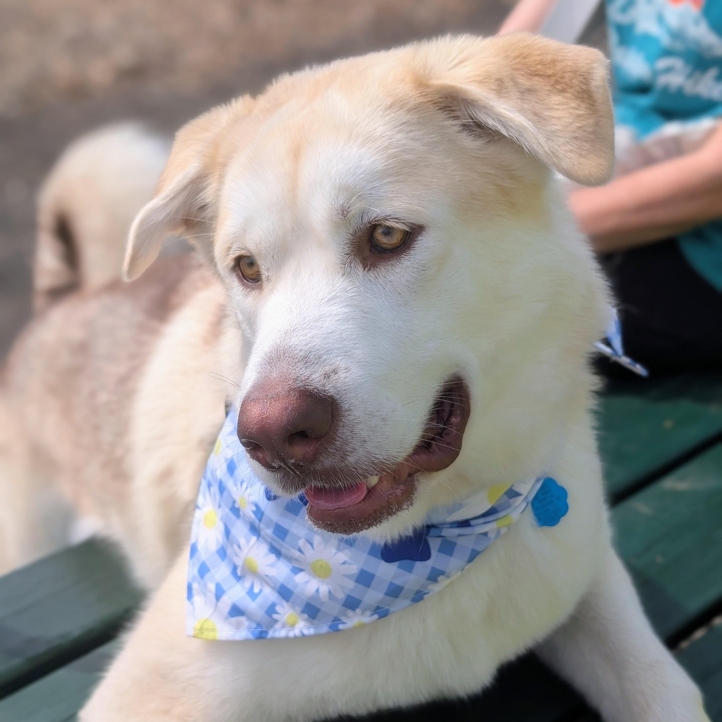 Polar, an adoptable Husky, Alaskan Malamute in Montpelier, VT, 05602 | Photo Image 5