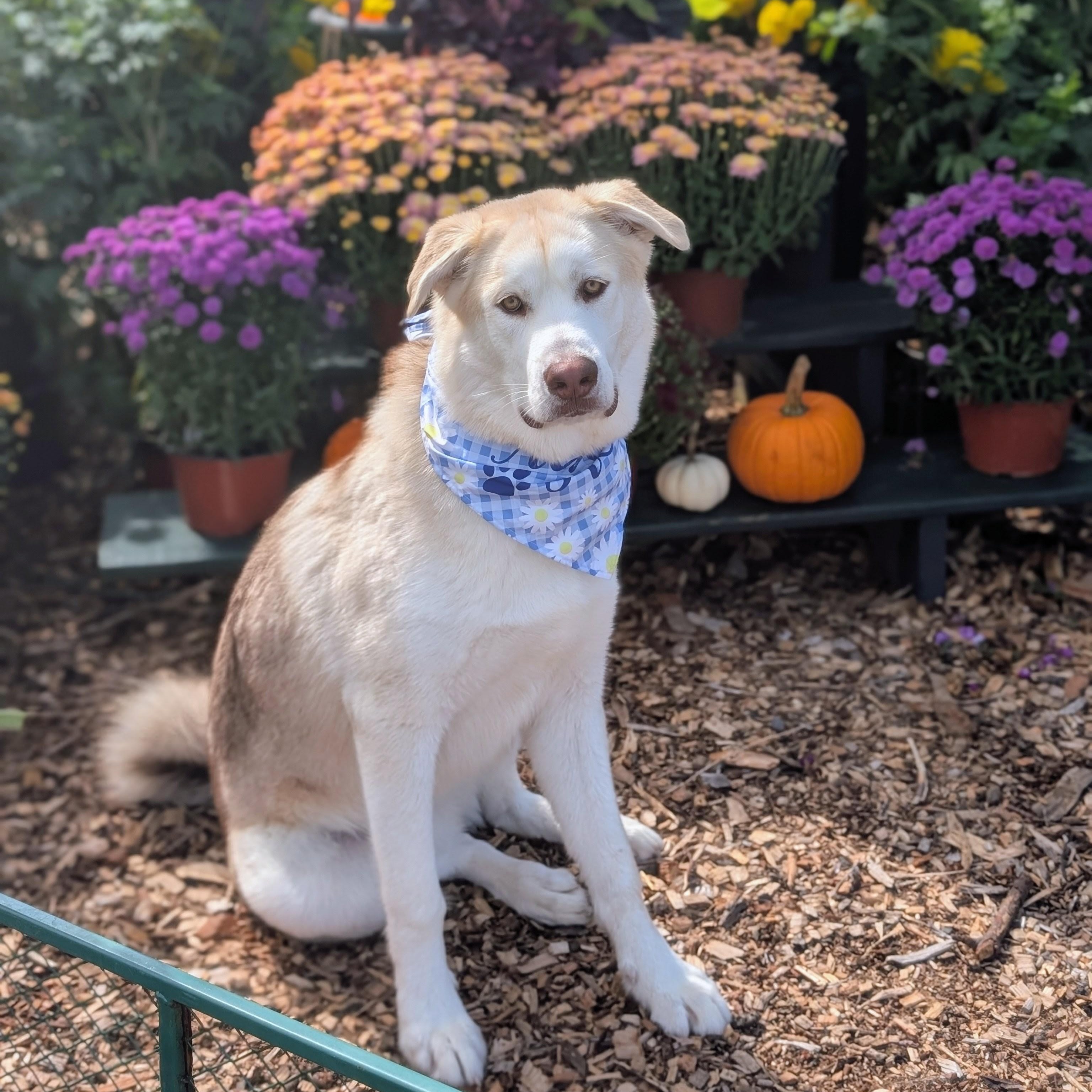 Polar, an adoptable Husky, Alaskan Malamute in Montpelier, VT, 05602 | Photo Image 1