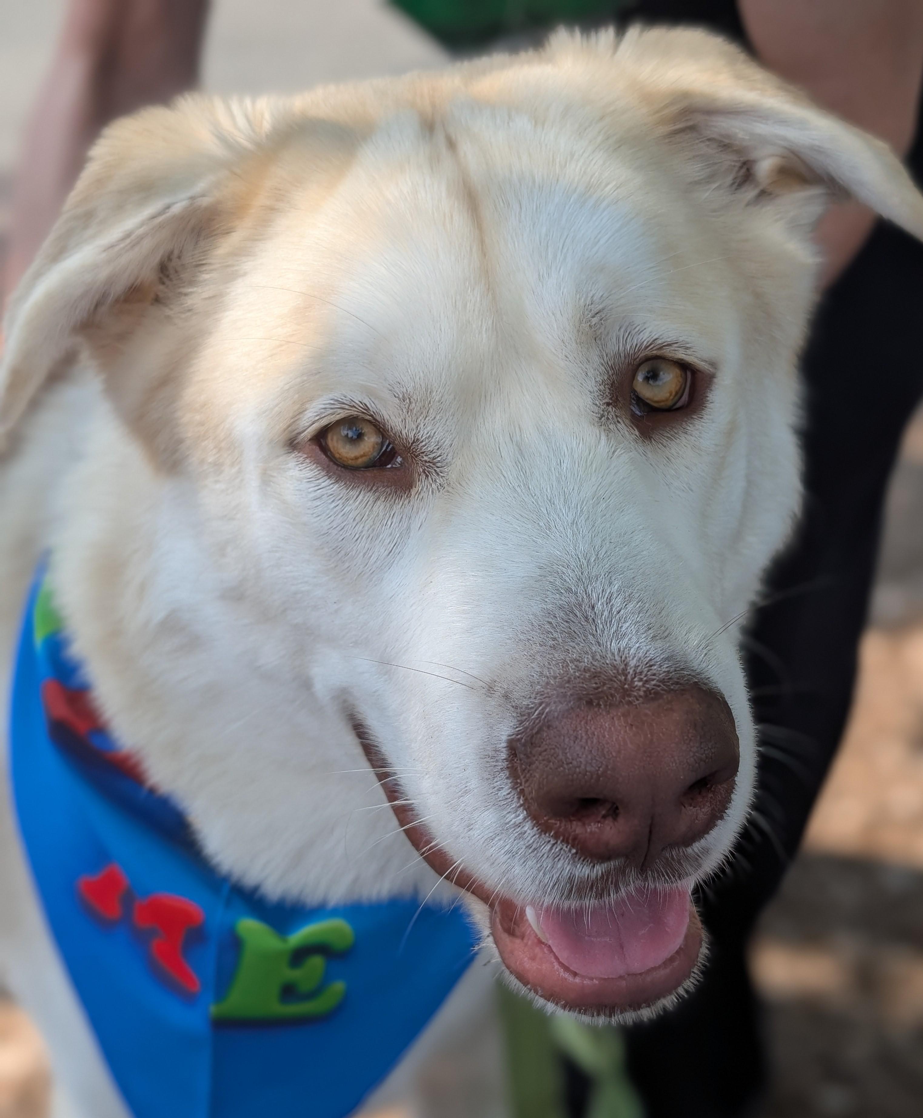 Polar, an adoptable Husky, Alaskan Malamute in Montpelier, VT, 05602 | Photo Image 2