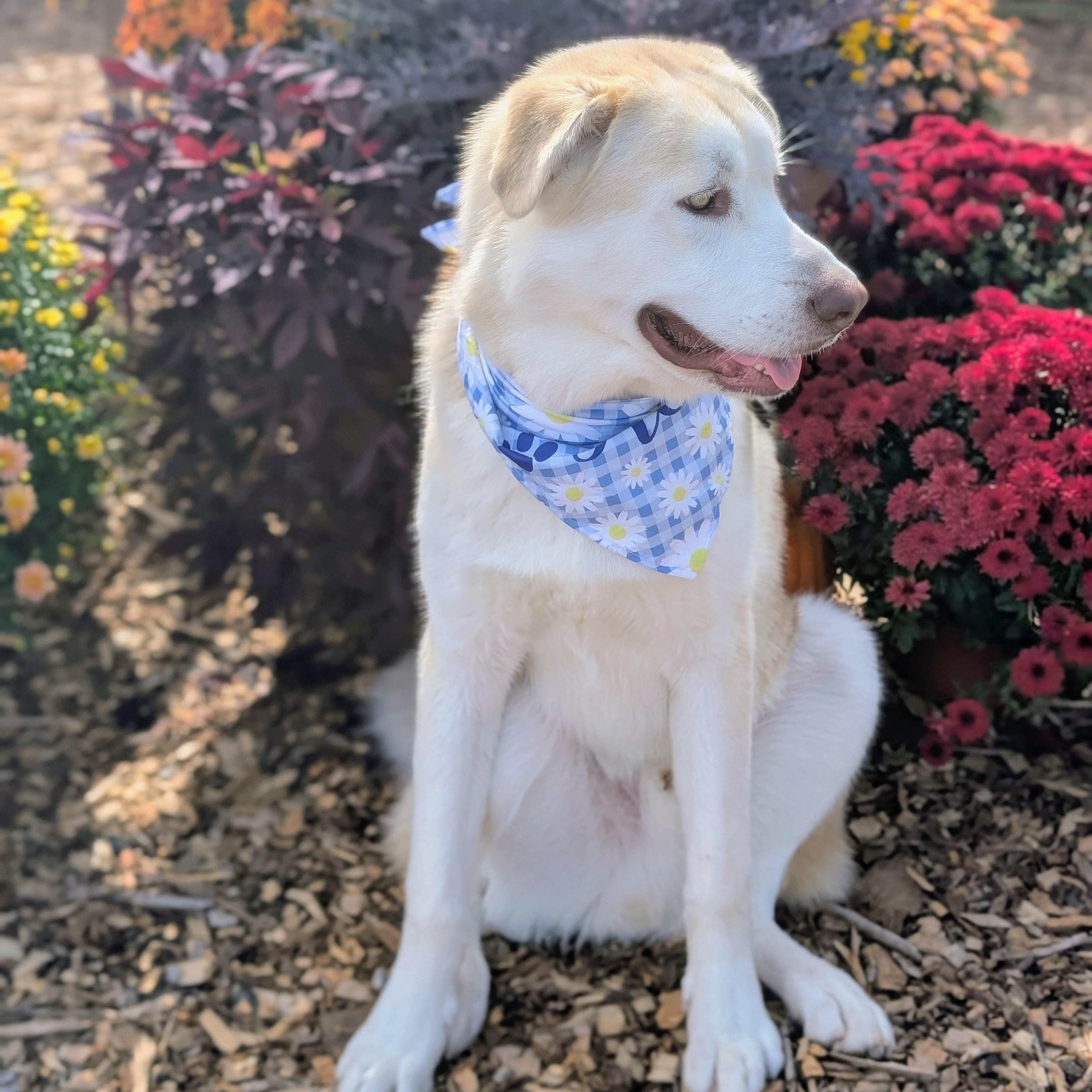 Polar, an adoptable Husky, Alaskan Malamute in Montpelier, VT, 05602 | Photo Image 4