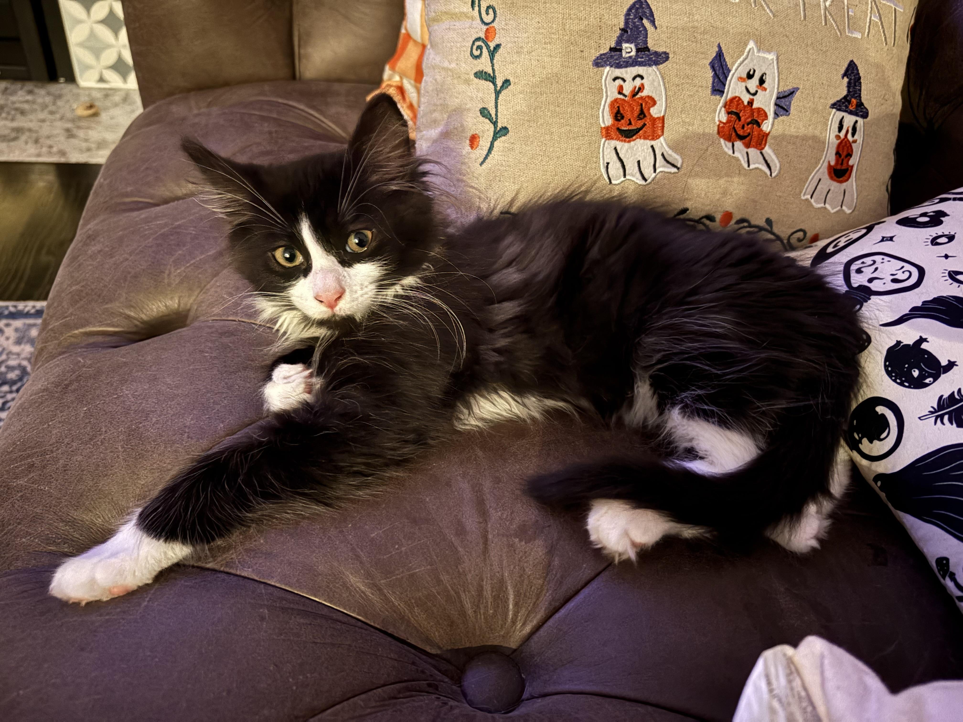 Enlarge Marty, a Adopted Domestic Medium Hair in Cheshire, CT image 1/1