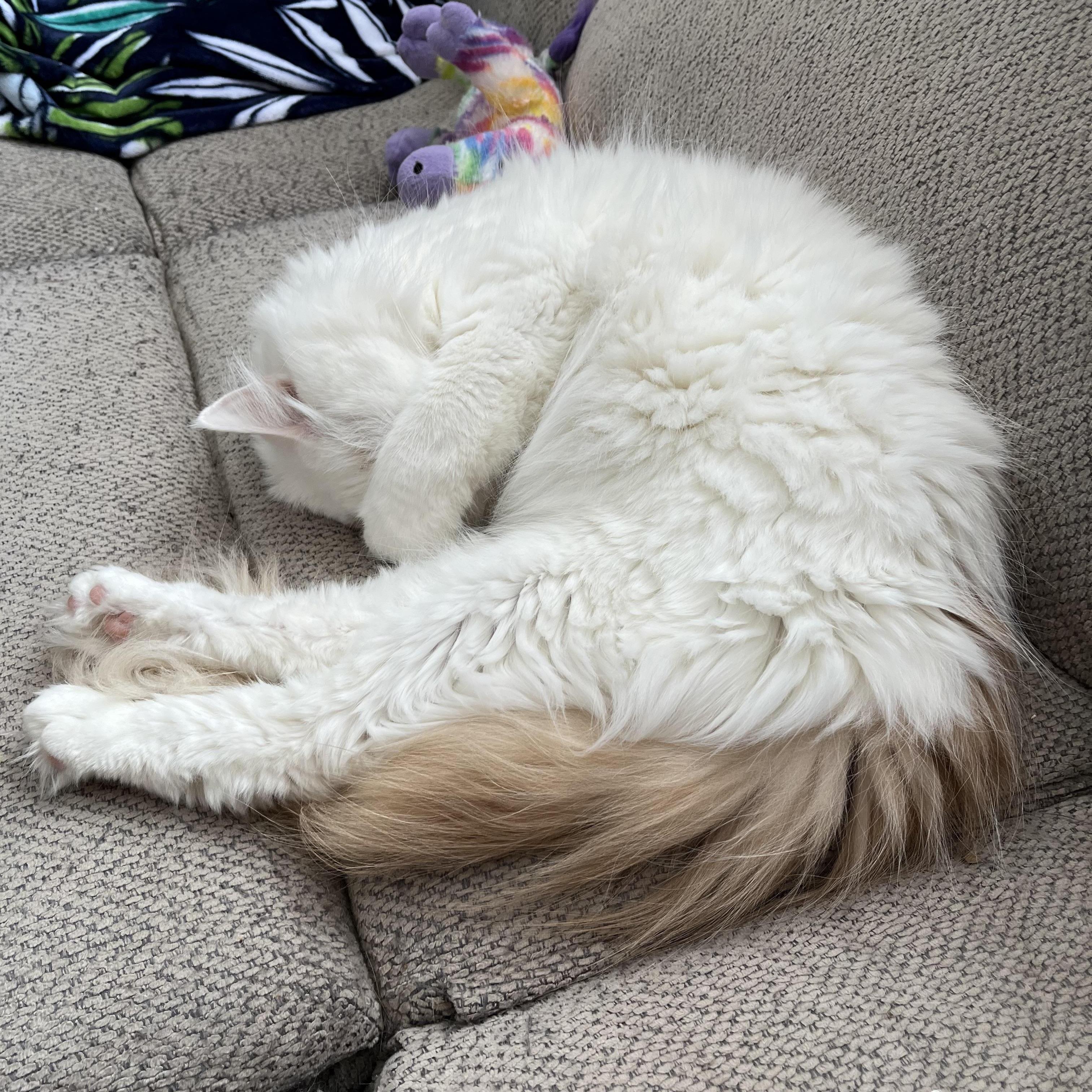 Enlarge PECAN ( COURTESY POST), a Adopted Domestic Long Hair in Duluth, MN image 1/2