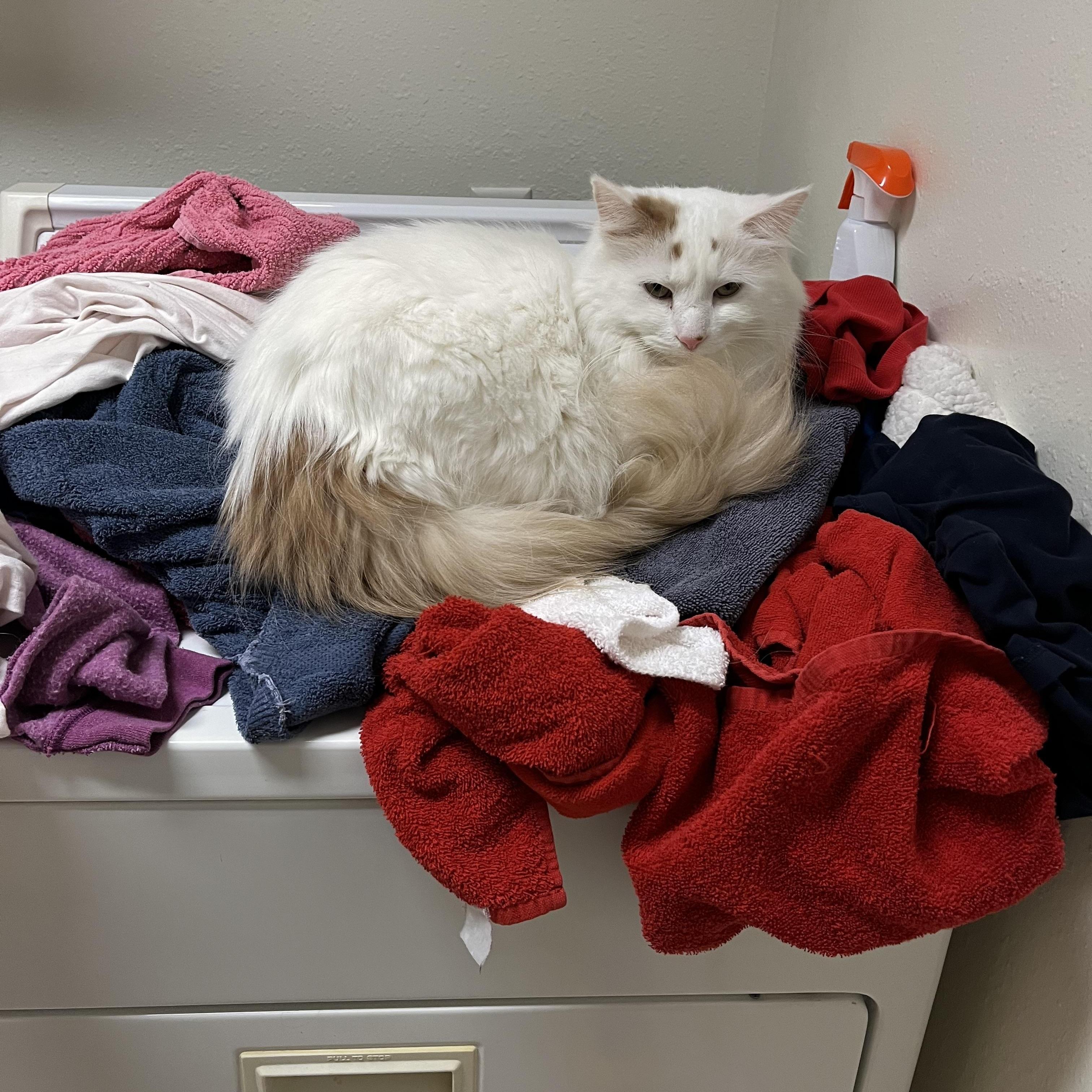 Enlarge PECAN ( COURTESY POST), a Adopted Domestic Long Hair in Duluth, MN image 2/2