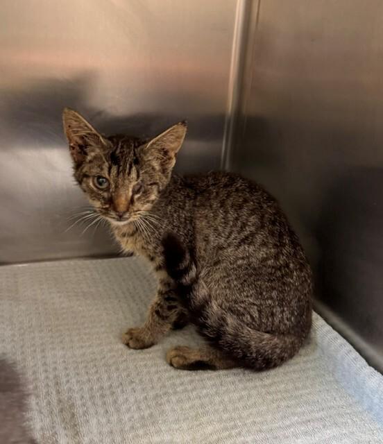 Eileen, a Adoptable Domestic Short Hair in Providence Forge, VA image 1/3
