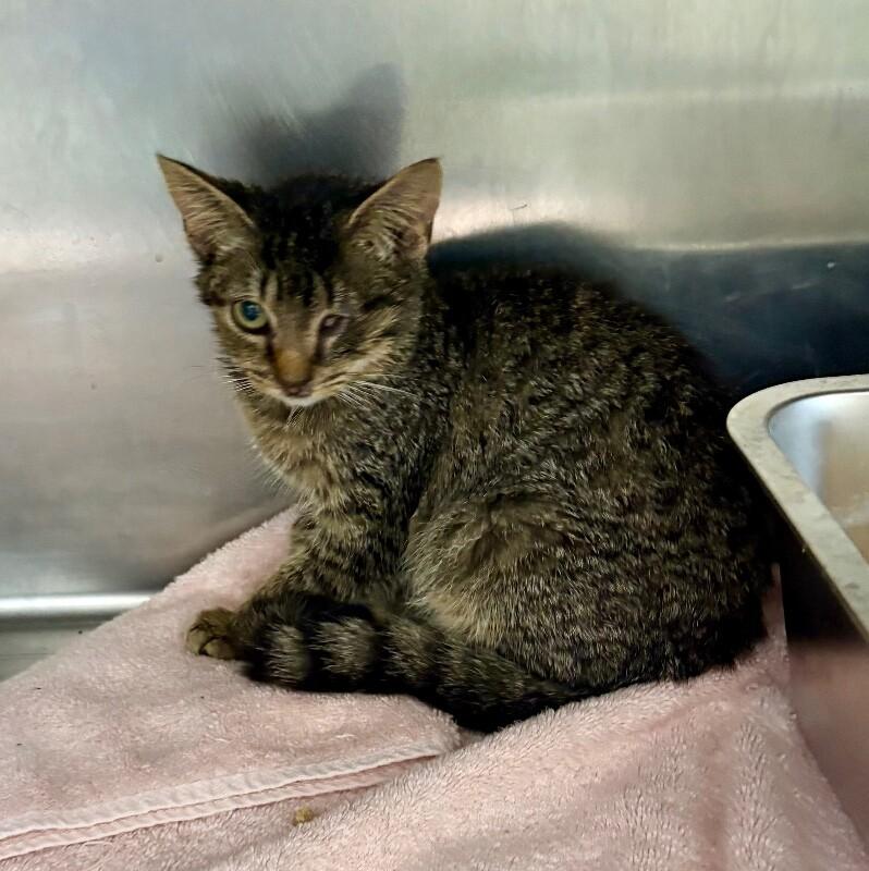 Eileen, a Adoptable Domestic Short Hair in Providence Forge, VA image 2/3