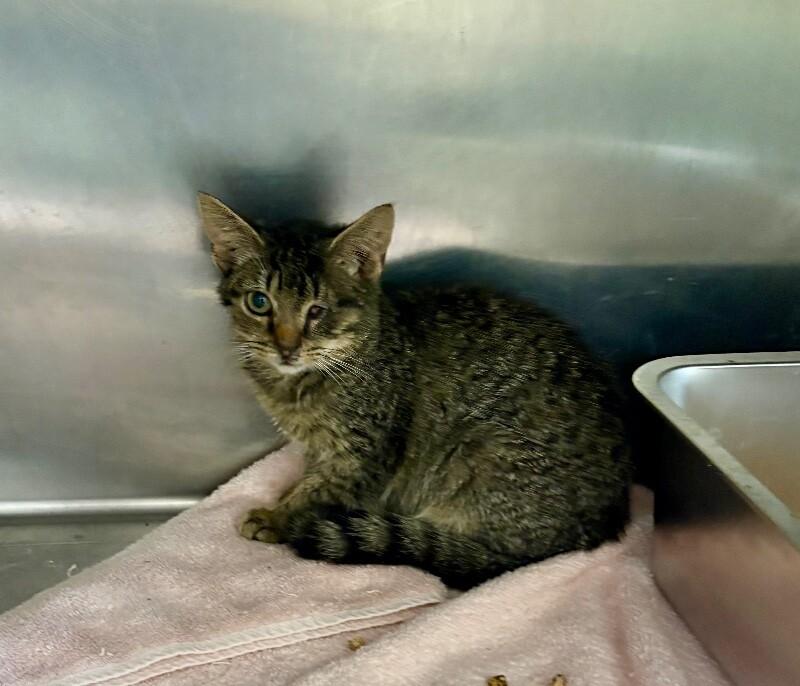Eileen, a Adoptable Domestic Short Hair in Providence Forge, VA image 3/3