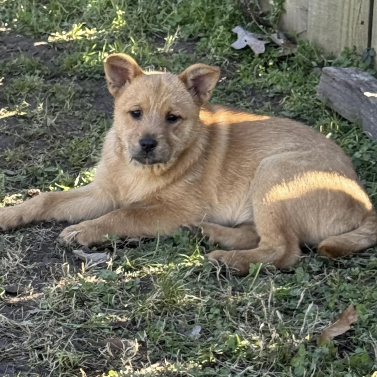 Sybil — thumbnail 3