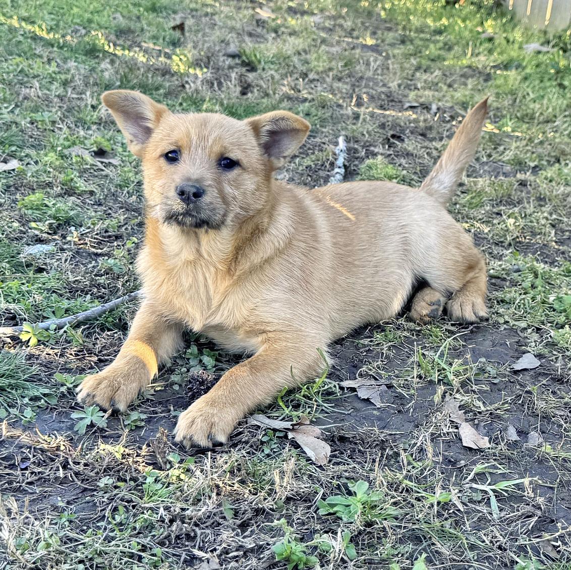 Sybil — thumbnail 4