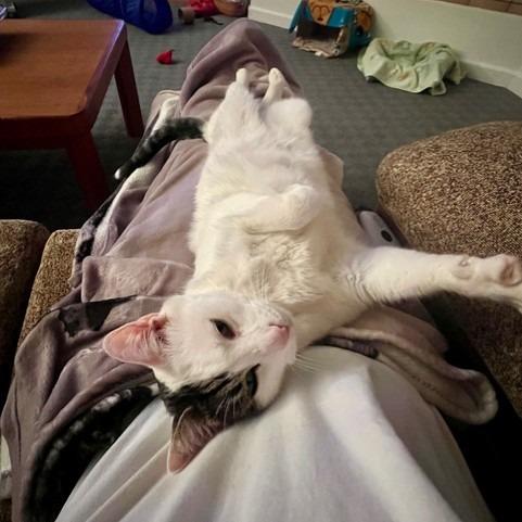 Millcreek, Adoptable, Adult Male Domestic Short Hair.