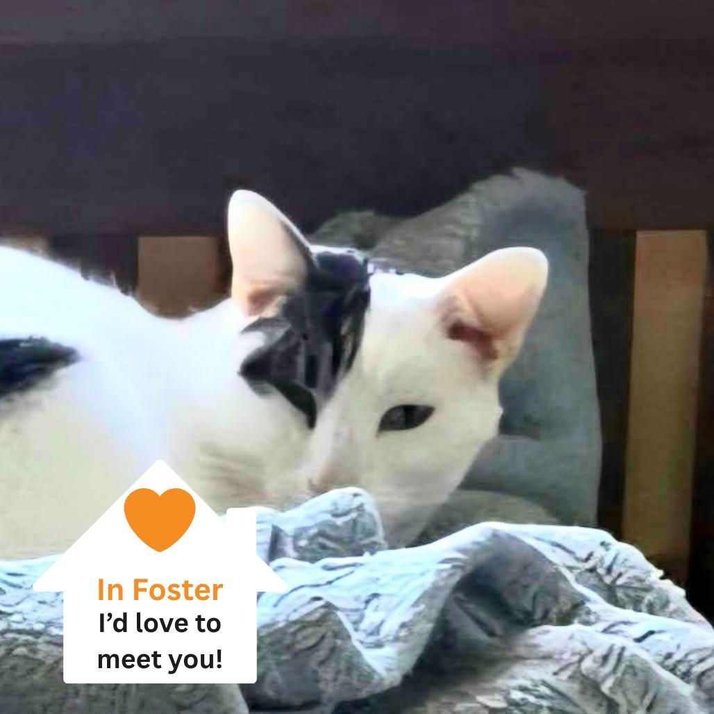 Millcreek, Adoptable, Adult Male Domestic Short Hair.
