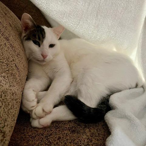 Millcreek, a Adoptable Domestic Short Hair in Salt Lake City, UT image 4/6