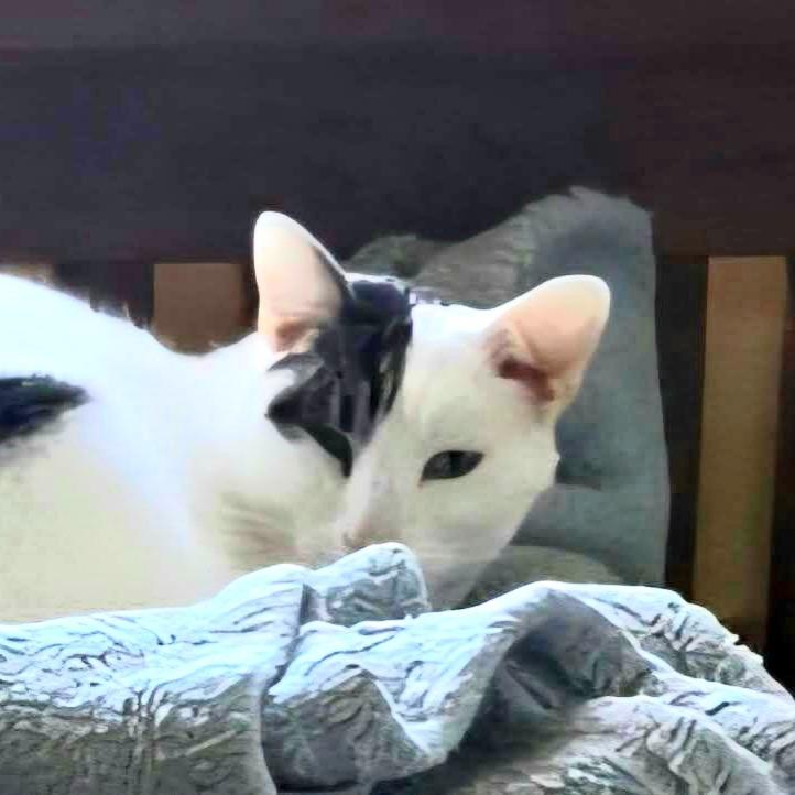 Millcreek, a Adoptable Domestic Short Hair in Salt Lake City, UT image 2/2