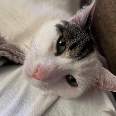 Millcreek, a Adoptable Domestic Short Hair in Salt Lake City, UT image 6/6