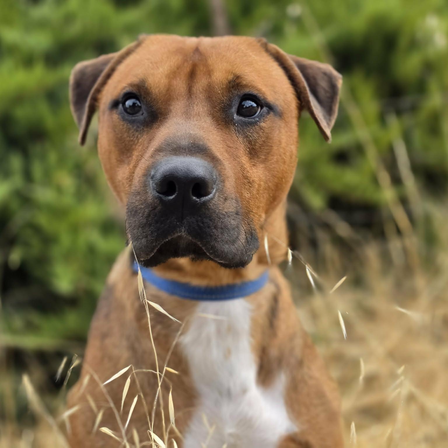 Bob, ADOPTABLE, Adult Male Pit Bull Terrier.