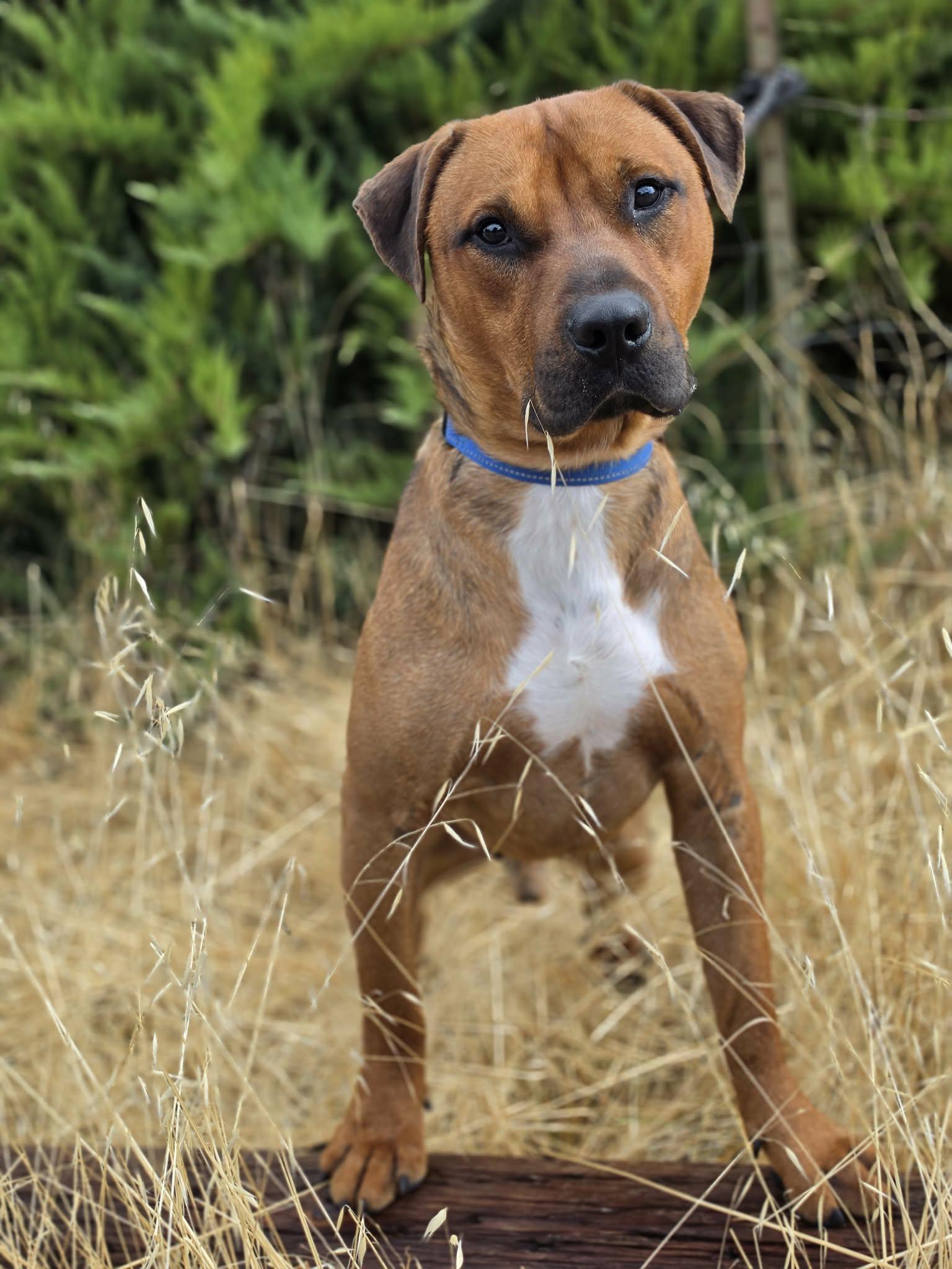 Enlarge Bob, a ADOPTABLE mixed breed in Grants Pass, OR image 2/4