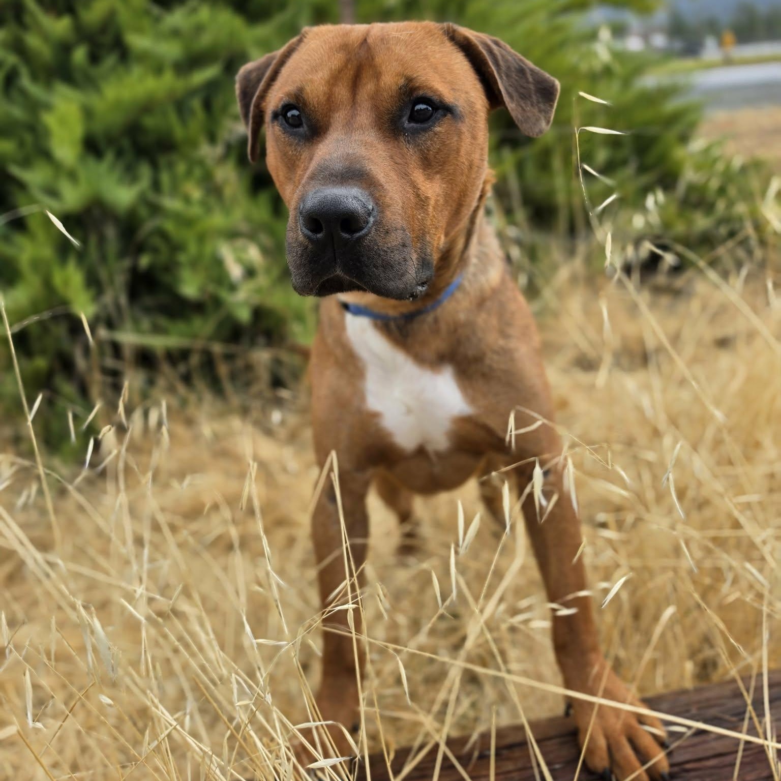 Enlarge Bob, a ADOPTABLE mixed breed in Grants Pass, OR image 4/4