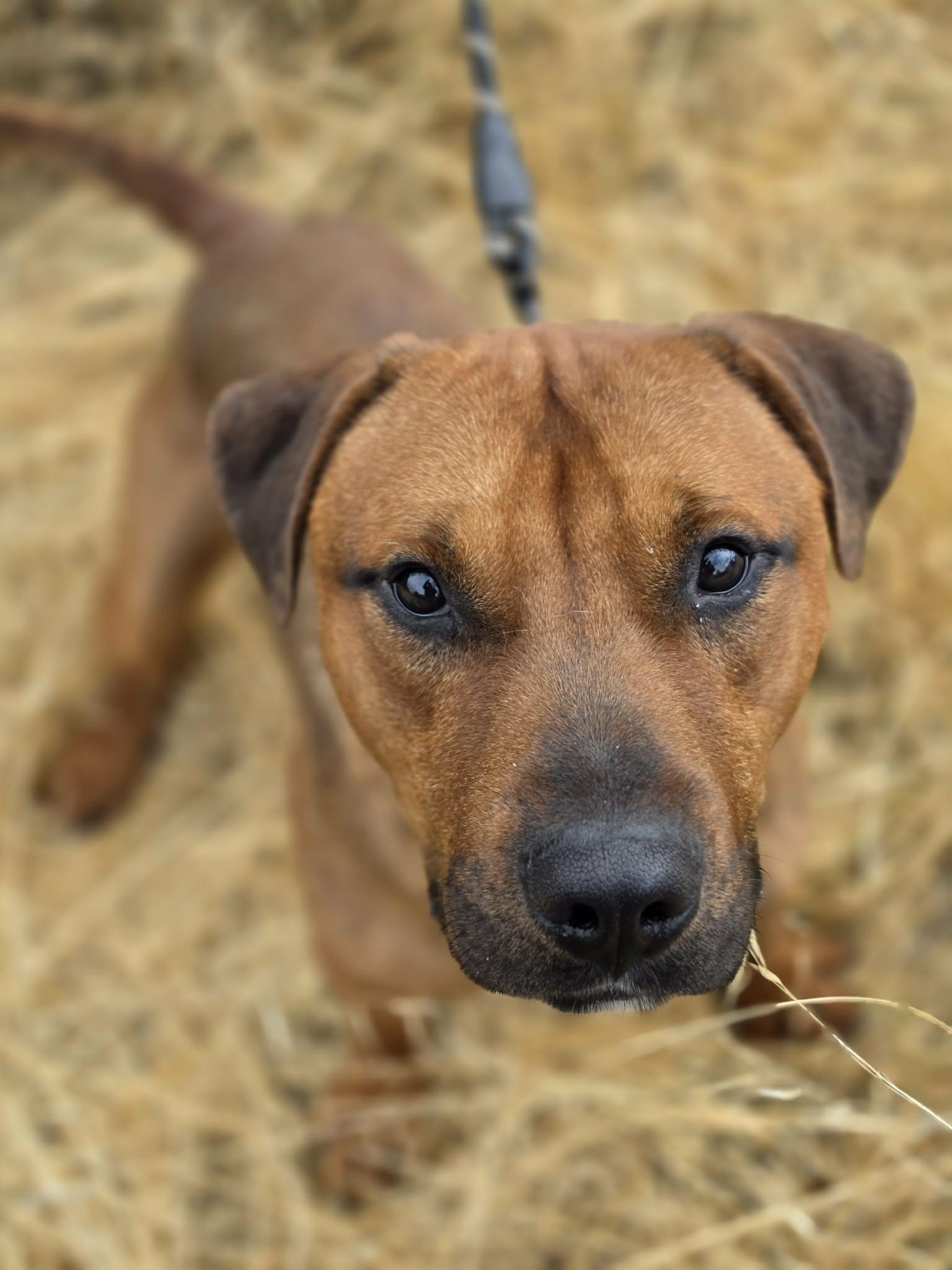 Enlarge Bob, a ADOPTABLE mixed breed in Grants Pass, OR image 3/4