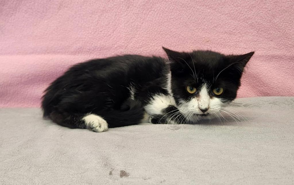 Robin, a ADOPTABLE Domestic Short Hair in Benld, IL image 2/2