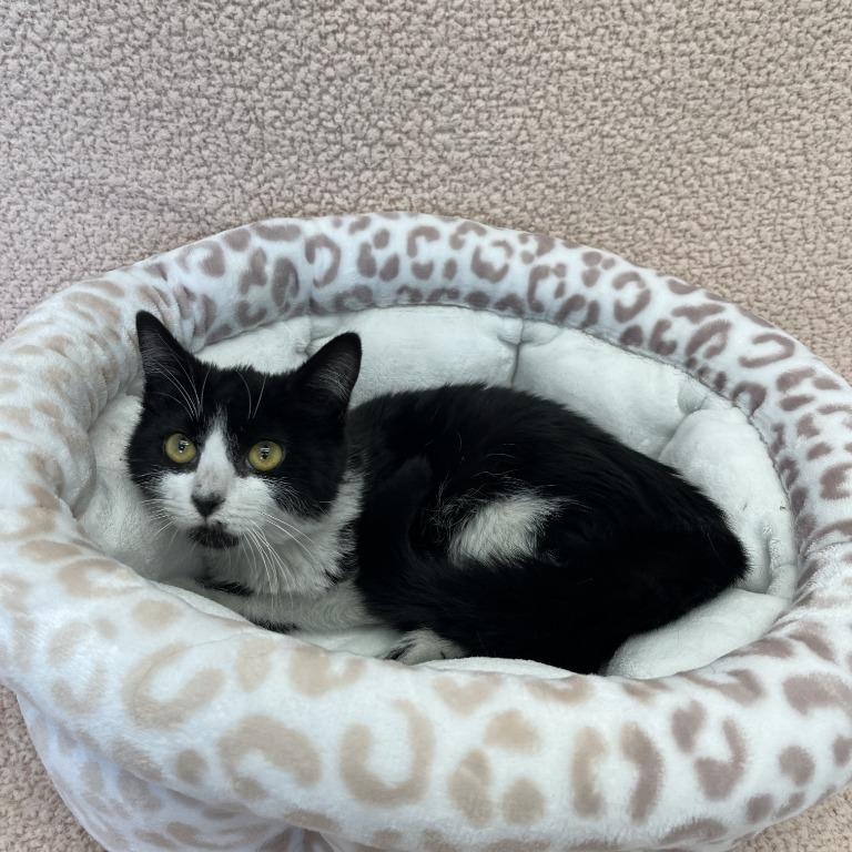 Robin, a ADOPTABLE Domestic Short Hair in Benld, IL image 1/2