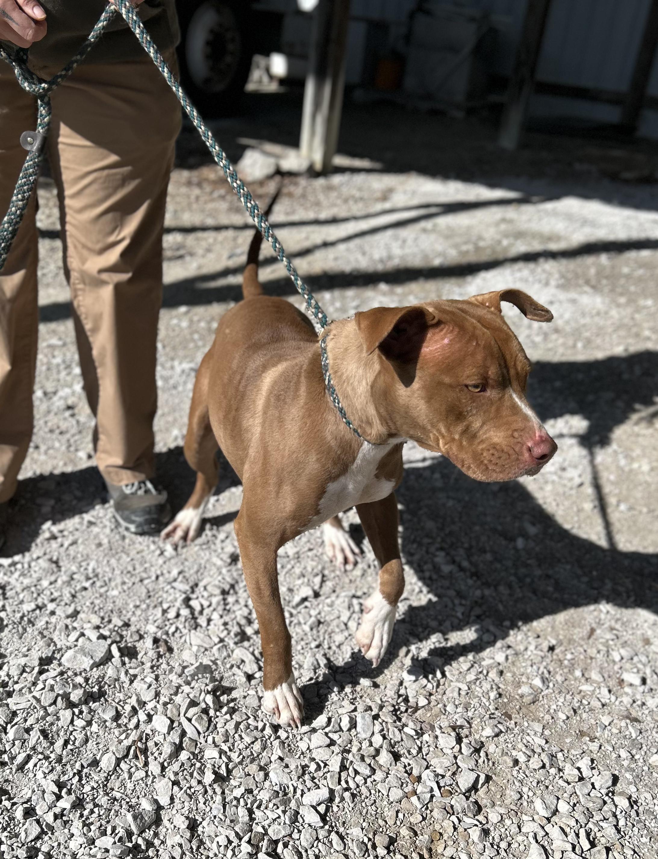 Enlarge Nala, a ADOPTABLE Mixed Breed in Manchester, TN image 2/3