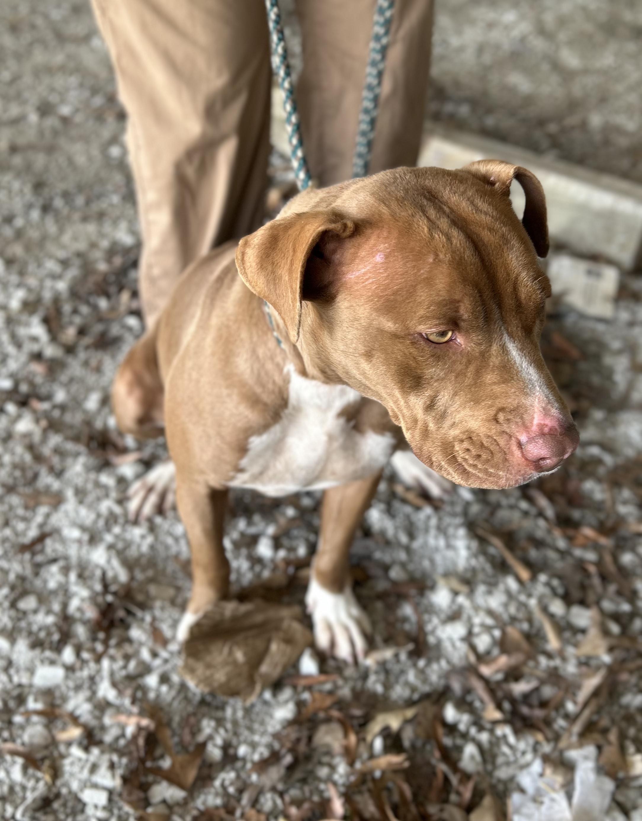 Enlarge Nala, a ADOPTABLE Mixed Breed in Manchester, TN image 3/3