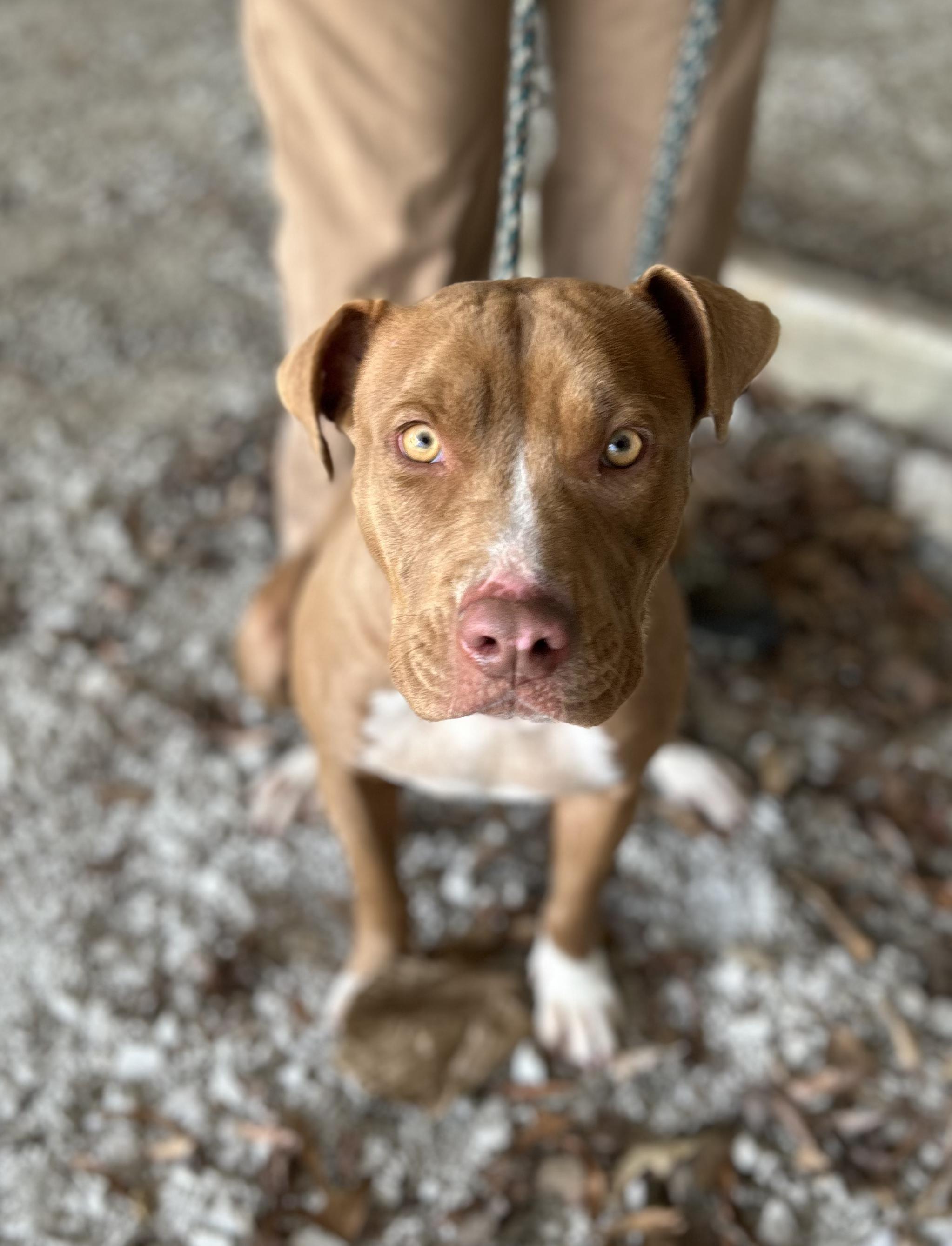 Enlarge Nala, a ADOPTABLE Mixed Breed in Manchester, TN image 1/3