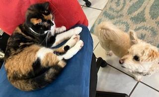 Enlarge *Roo*, an adopted mixed breed in Sanford, FL image 4/6