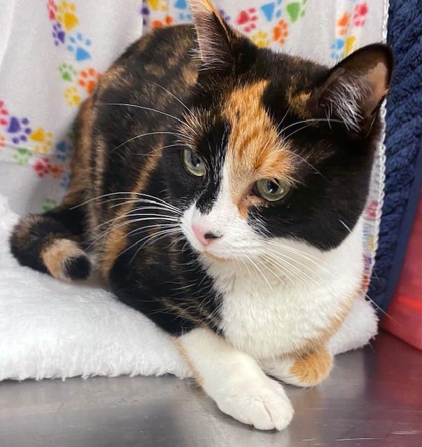 Enlarge *Roo*, an adopted mixed breed in Sanford, FL image 6/6