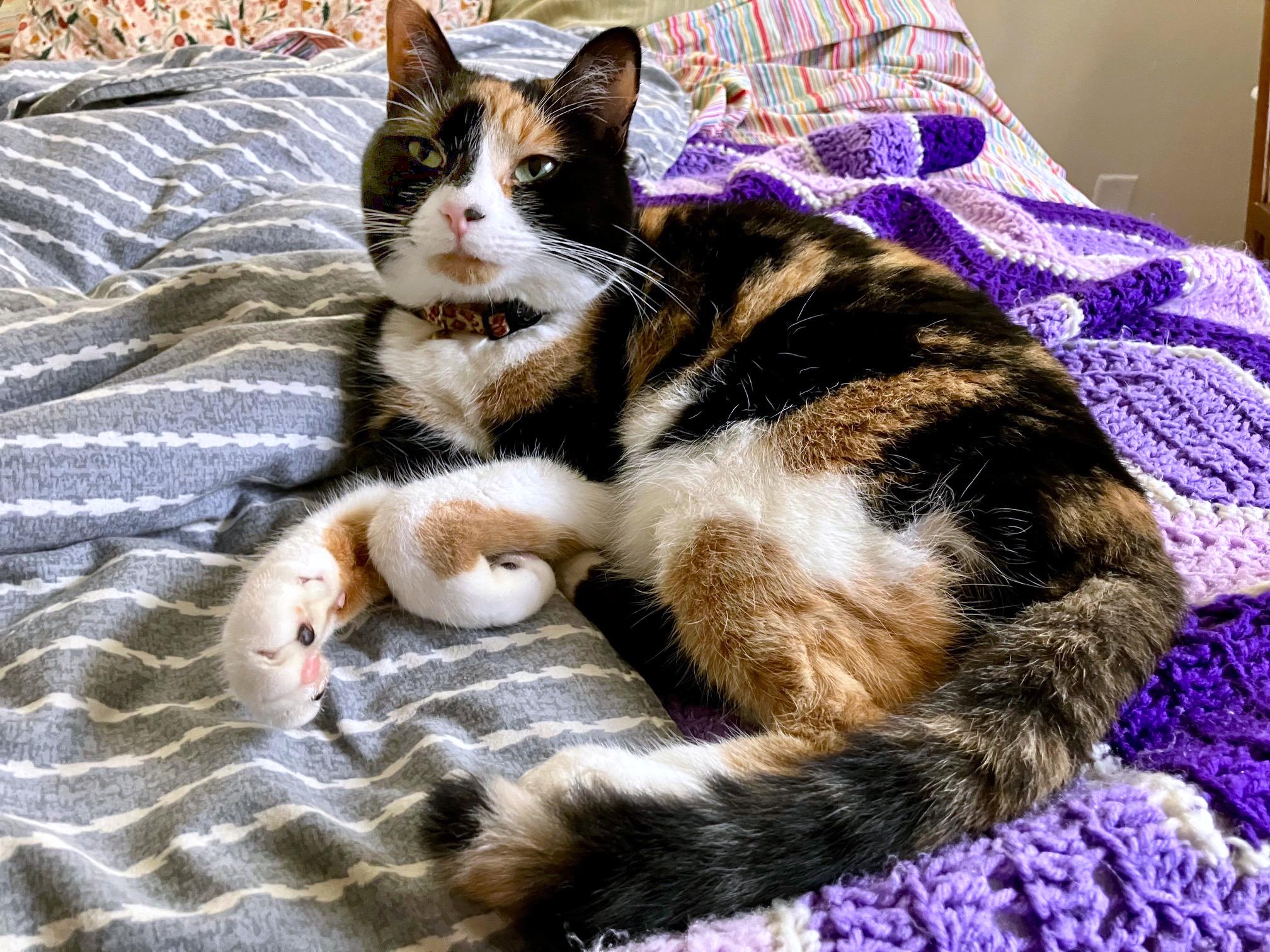 Enlarge *Roo*, an adopted mixed breed in Sanford, FL image 2/6