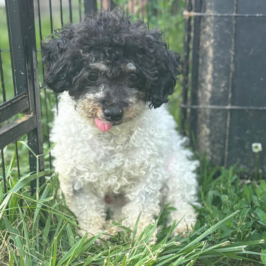 Marlin, Adoptable, Senior Male Miniature Poodle.