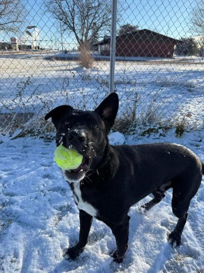 Jasper, Adoptable, Adult Male Shepherd & Border Collie.