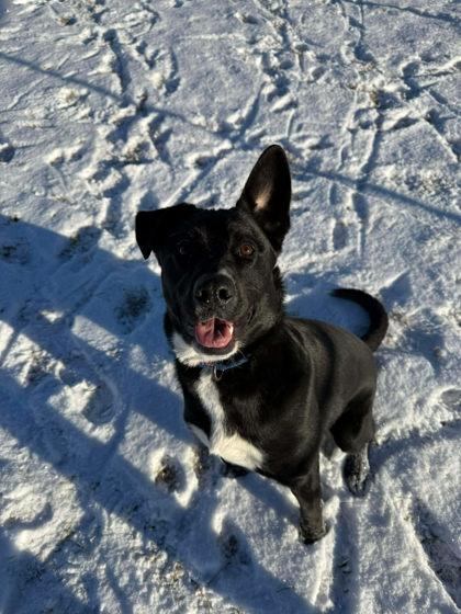 Enlarge Jasper, a Adoptable mixed breed in Scottsbluff, NE image 2/3
