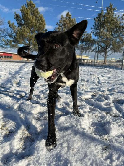 Enlarge Jasper, a Adoptable mixed breed in Scottsbluff, NE image 3/3