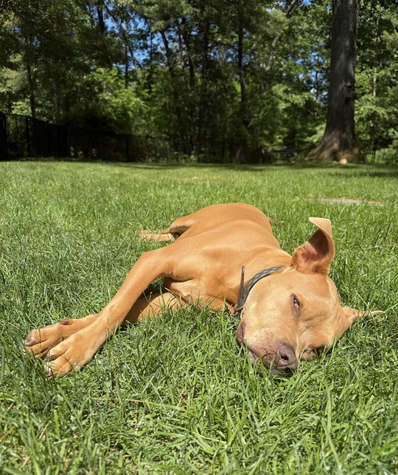A Loyal Boy, Mookie, a Adoptable mixed breed in Rehoboth, MA image 5/6