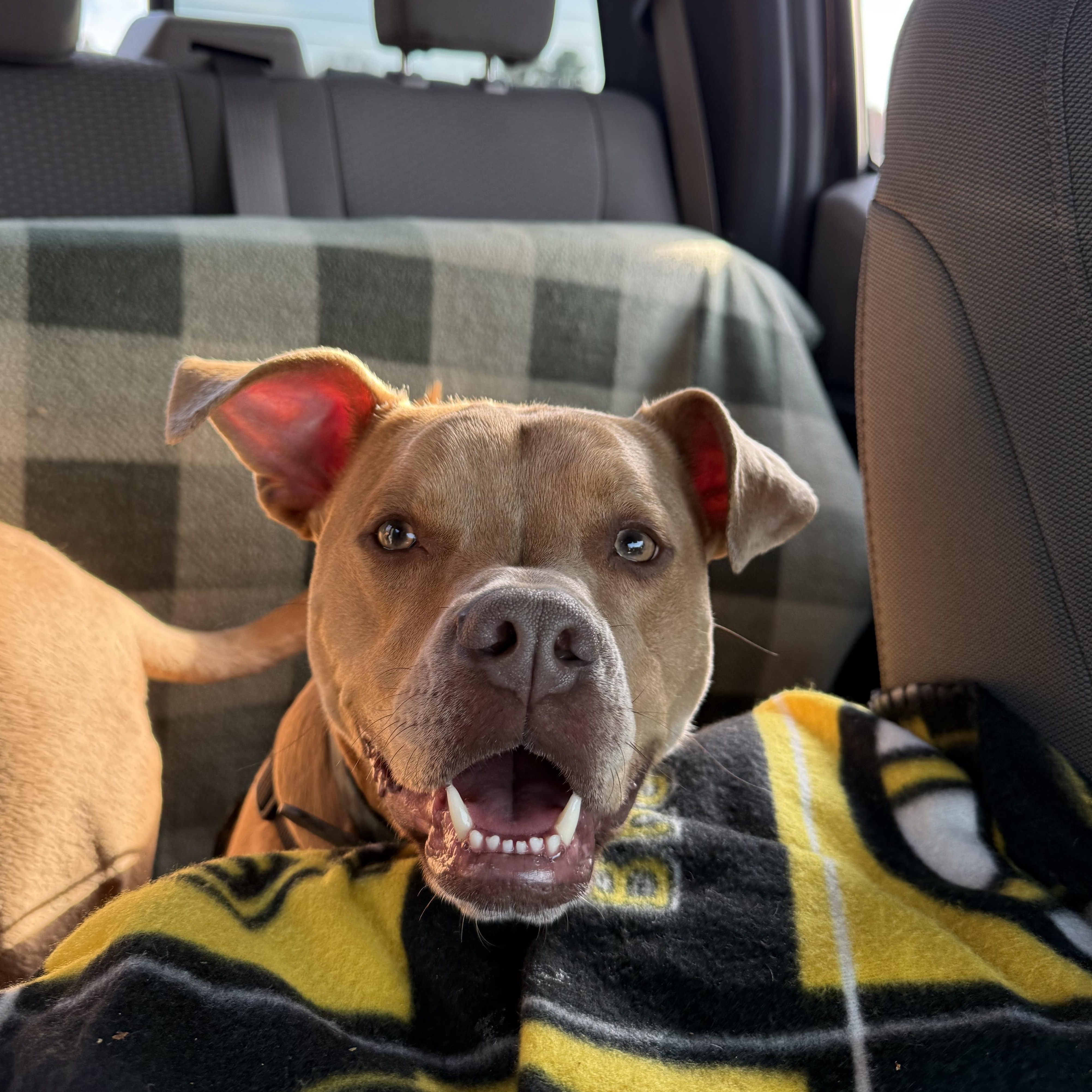 A Loyal Boy, Mookie, a Adoptable mixed breed in Rehoboth, MA image 6/6
