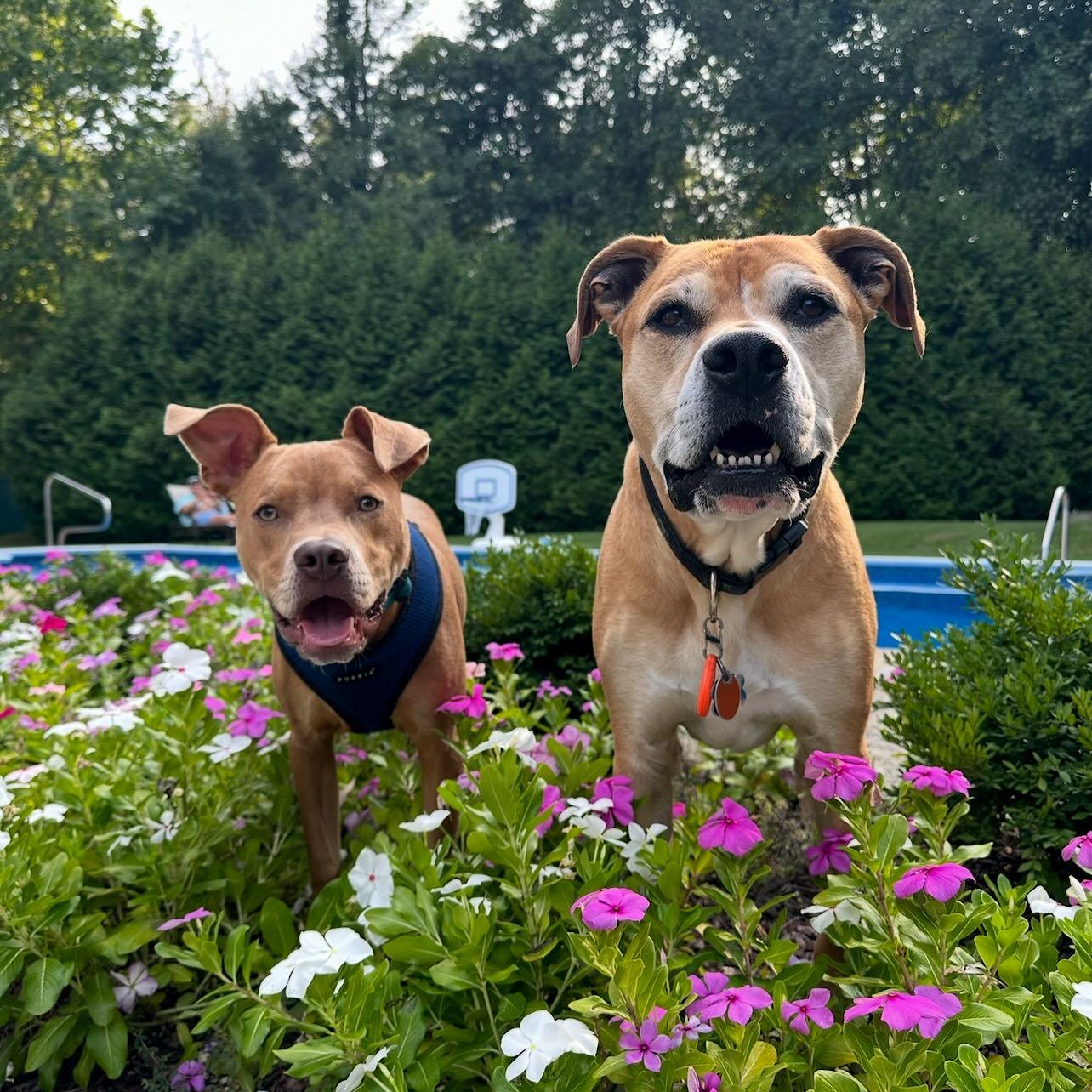 A Loyal Boy, Mookie, a Adoptable mixed breed in Rehoboth, MA image 2/6