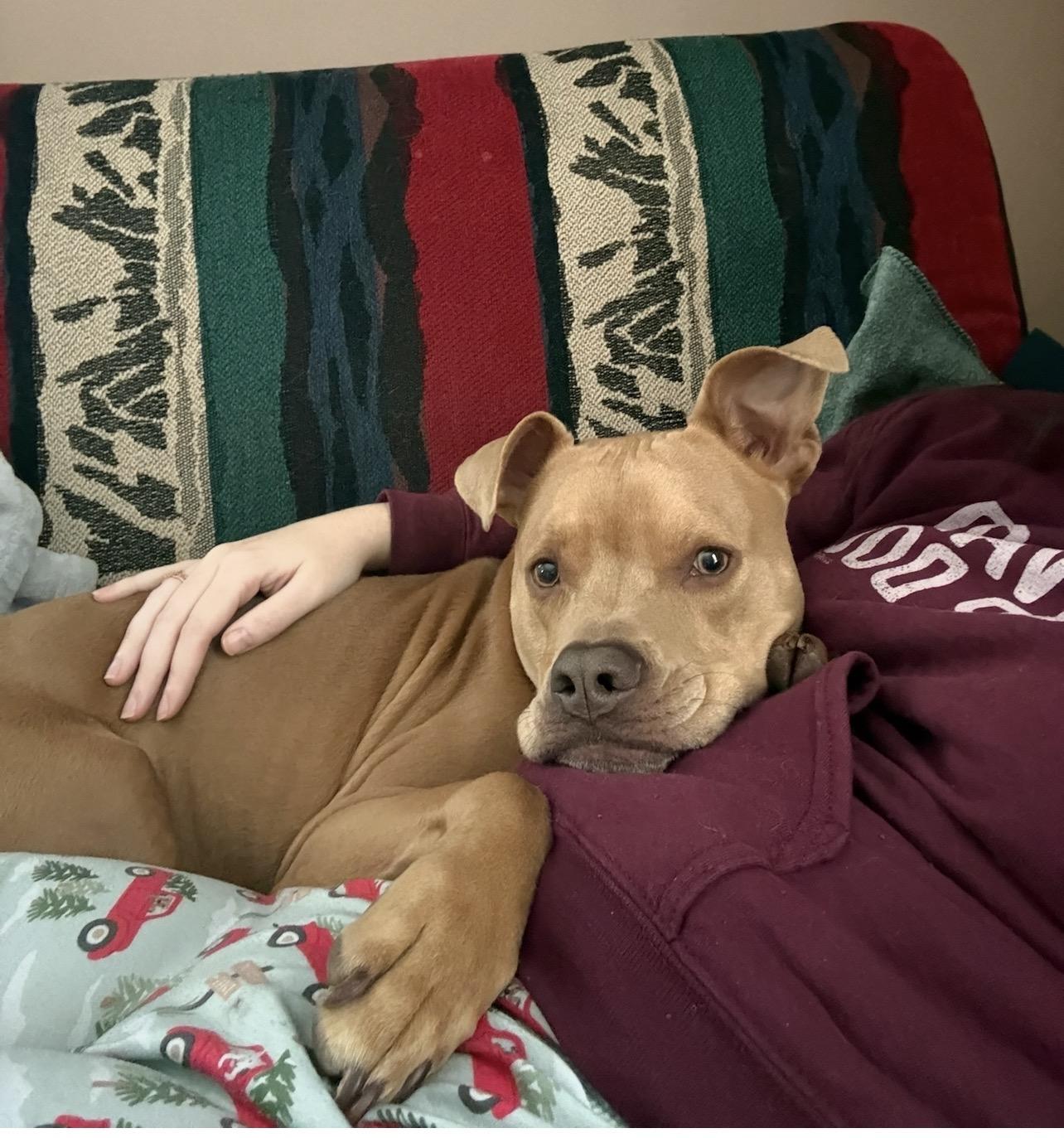A Loyal Boy, Mookie, a Adoptable mixed breed in Rehoboth, MA image 3/6