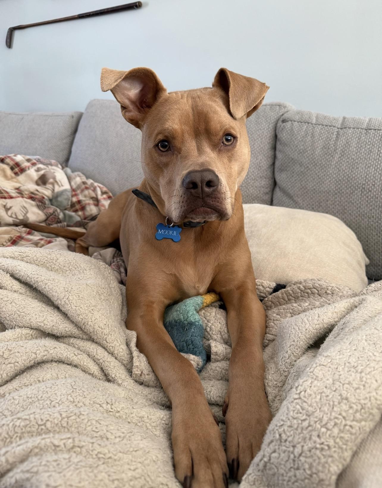 A Loyal Boy, Mookie, a Adoptable mixed breed in Rehoboth, MA image 1/6