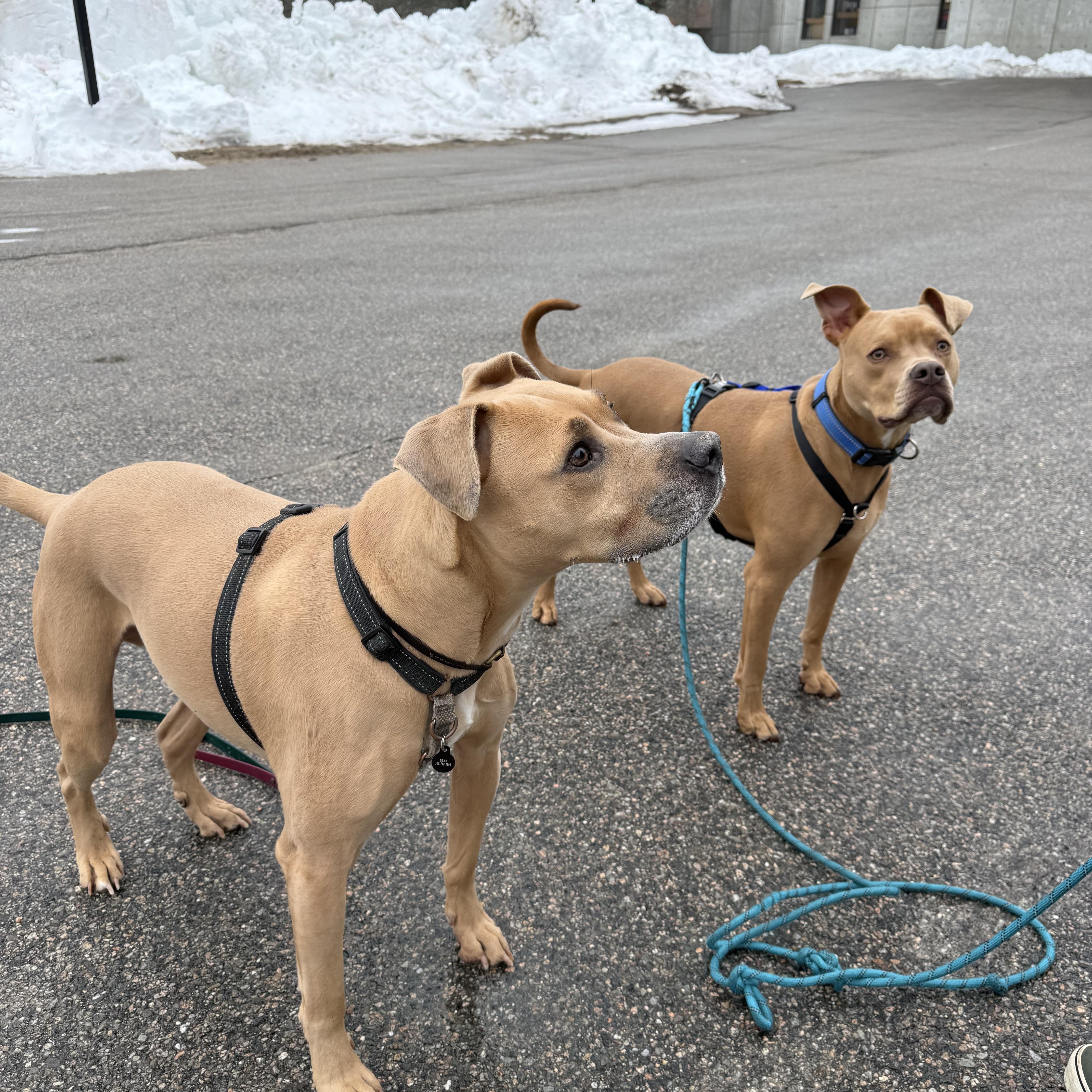 A Loyal Boy, Mookie, a Adoptable mixed breed in Rehoboth, MA image 4/6